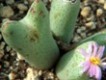 Conophytum_bilobum_